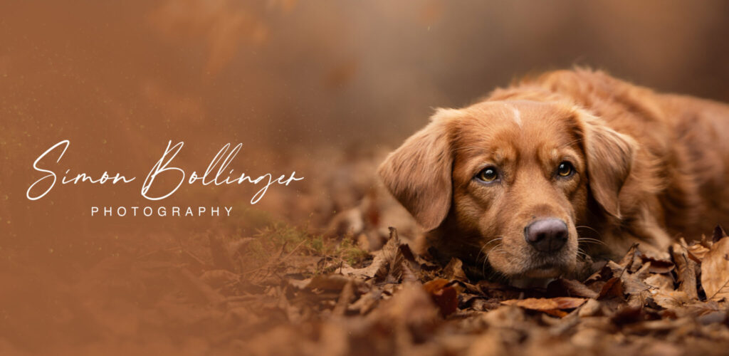 Golden Retriever gemütlich im Herbstlaub, Tiershooting von Simon Bollinger - Tierfotograf.