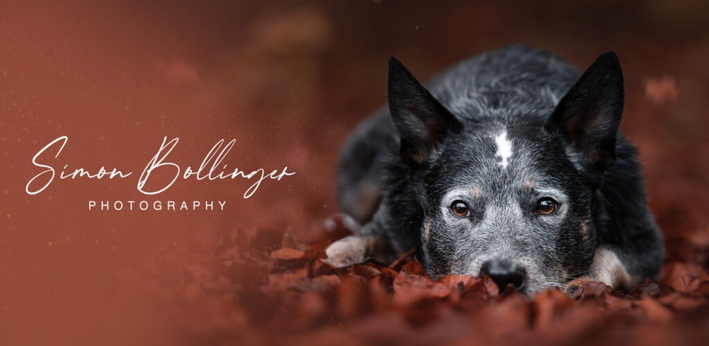 Ein Tiershooting zeigt einen Hund mit dunklem Fell auf Herbstblättern.