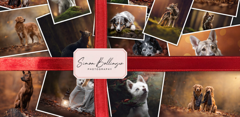 Tiershooting-Collage Geschenk: Verschiedene Hundeautumnportraits, rotes Band, Simon Billinger Fotograf-Label.