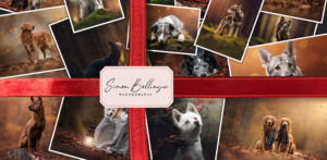 Tiershooting-Collage Geschenk: Verschiedene Hundeautumnportraits, rotes Band, Simon Billinger Fotograf-Label.