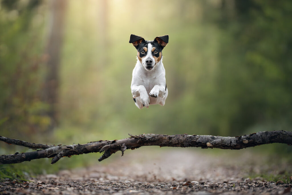 Tiershooting: Ein kleiner Hund springt über Ast, Tierfotograf fängt Moment ein.