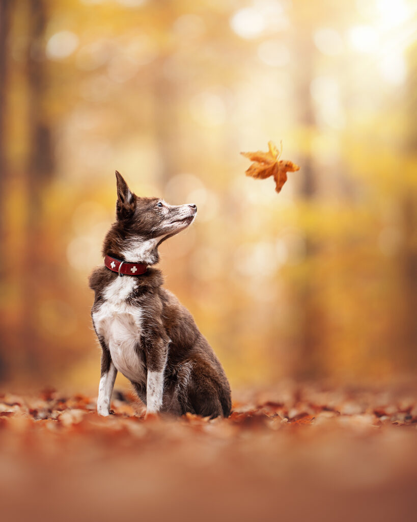 Hundefotograf fängt im Tiershooting den Hund beim Blattfall ein.