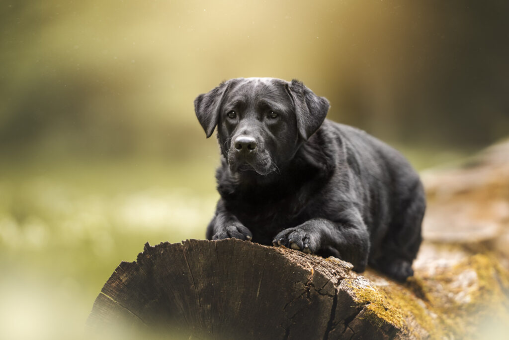 Tiershooting im Wald: Tierfotograf fängt Labrador auf Baumstamm perfekt ein.