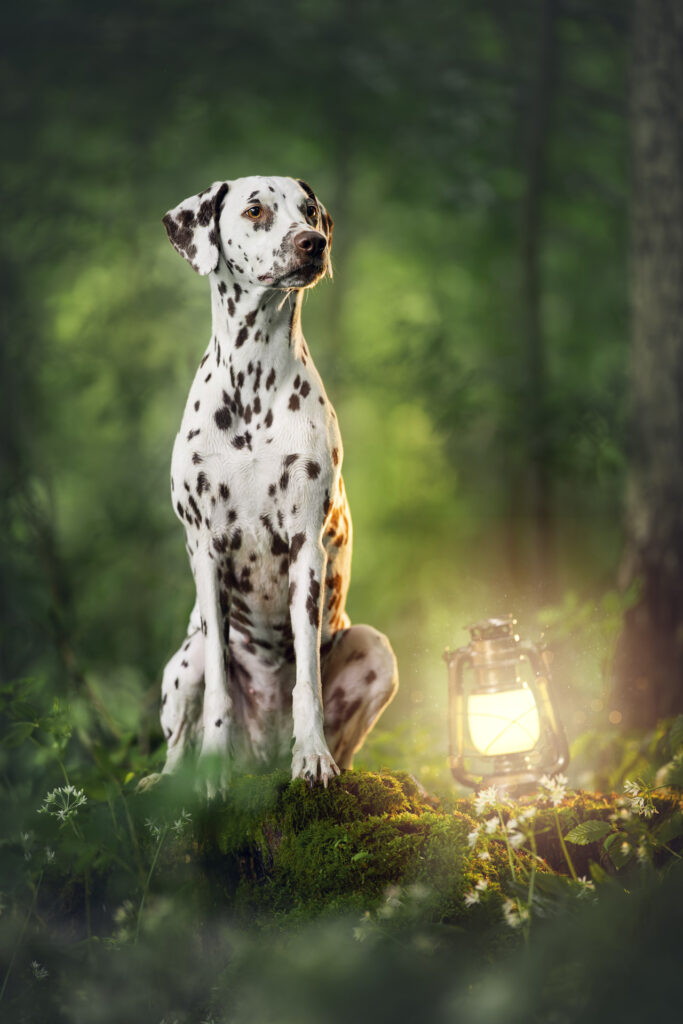 Dalmatiner im Wald beim Tiershooting, Laterne leuchtet, Hundefotograf fängt Atmosphäre ein.
