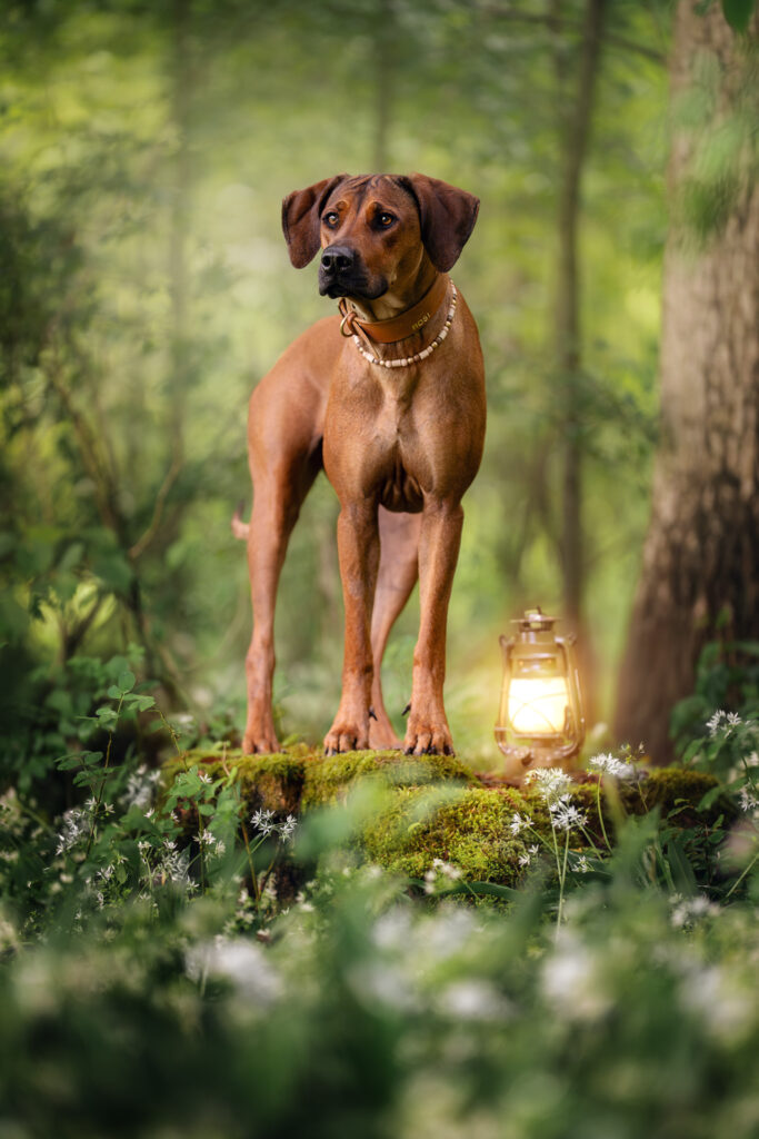 Tierfotograf fängt braunen Hund am moosigen Stamm mit Tiershooting ein.