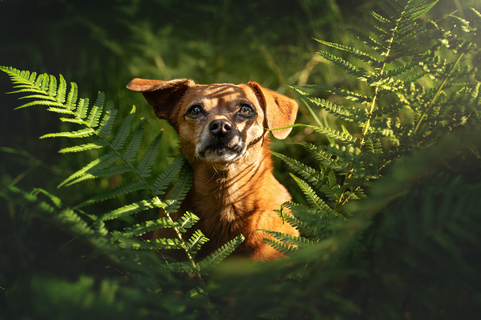 Ein Tiershooting zeigt einen kleinen braunen Hund mit Licht und Schatten.