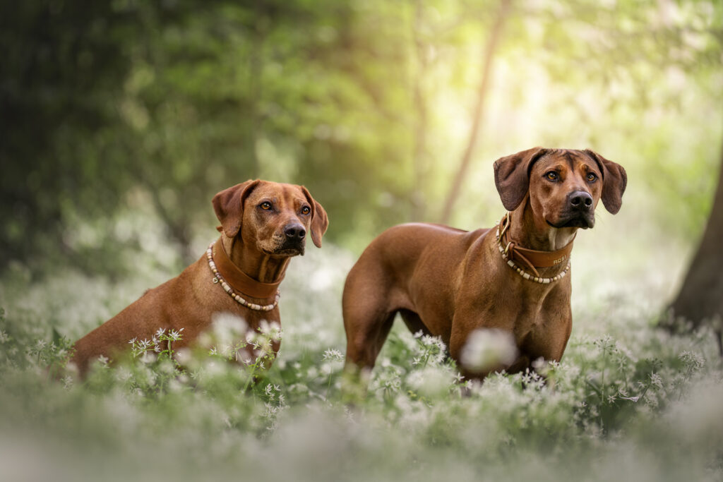 Tiershooting mit zwei braunen Hunden im Feld, Tierfotograf fängt Sonnenlicht ein.