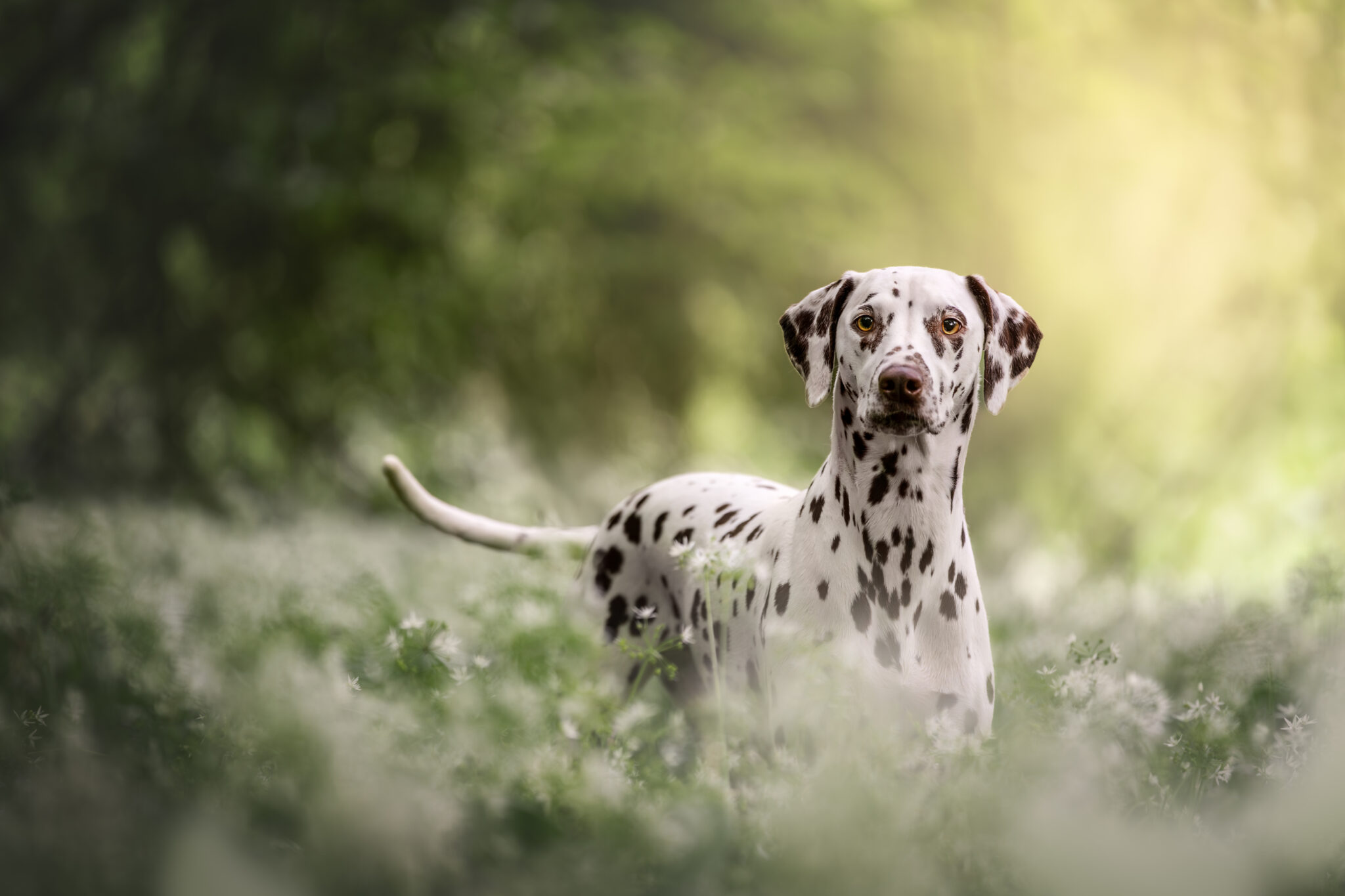 Hundefotograf fängt Dalmatiner im Tiershooting zwischen weißen Wildblumen und Sonnenlicht ein.