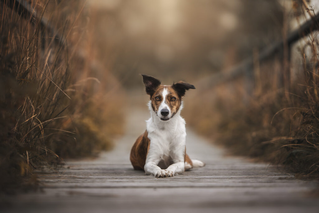 Tierfotograf fängt beim Tiershooting einen braunen, weißen Hund auf Holzweg im Abendlicht ein.