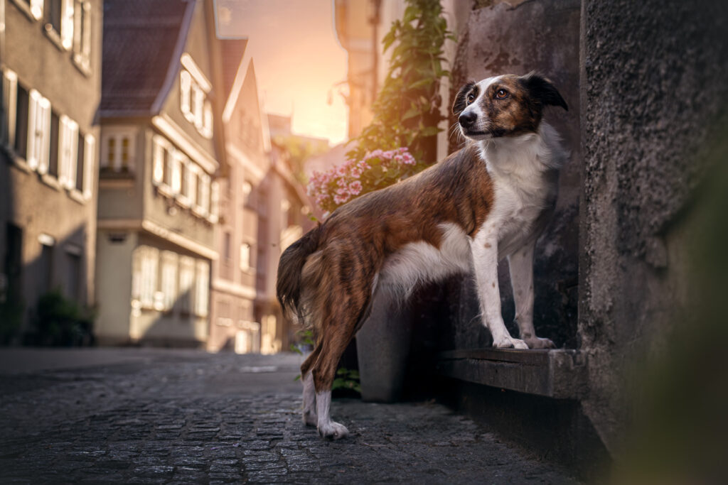 Tiershooting mit braun-weißem Hund auf Türstufe, Tierfotograf fängt Sonnenlicht ein.