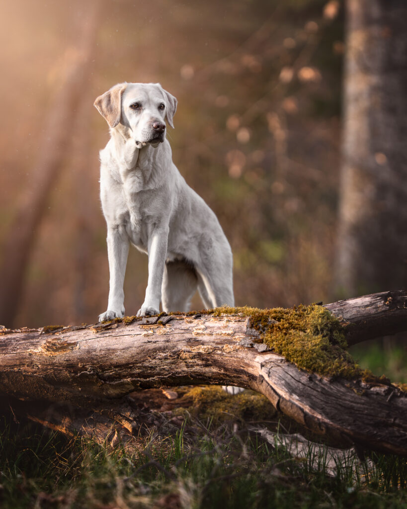 Der Hundefotograf liebt Tiershooting: Heller Labrador steht aufmerksam auf moosigem Baumstamm.
