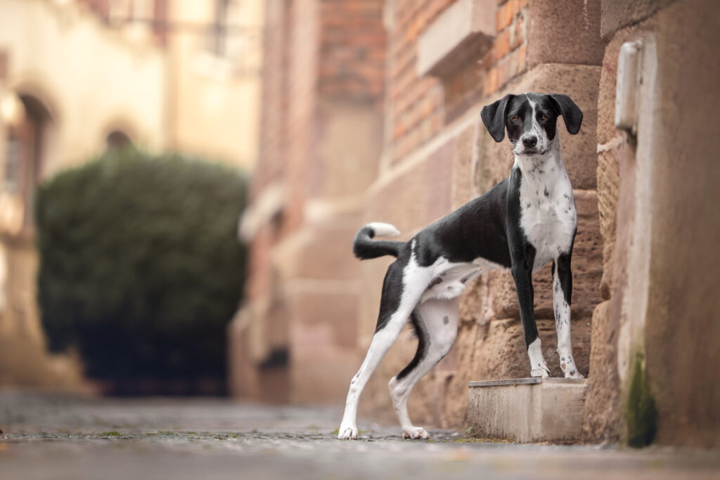 Tierfotograf Tiershooting: Schwarz-weißer Hund steht aufmerksam auf Stufe in Gasse.