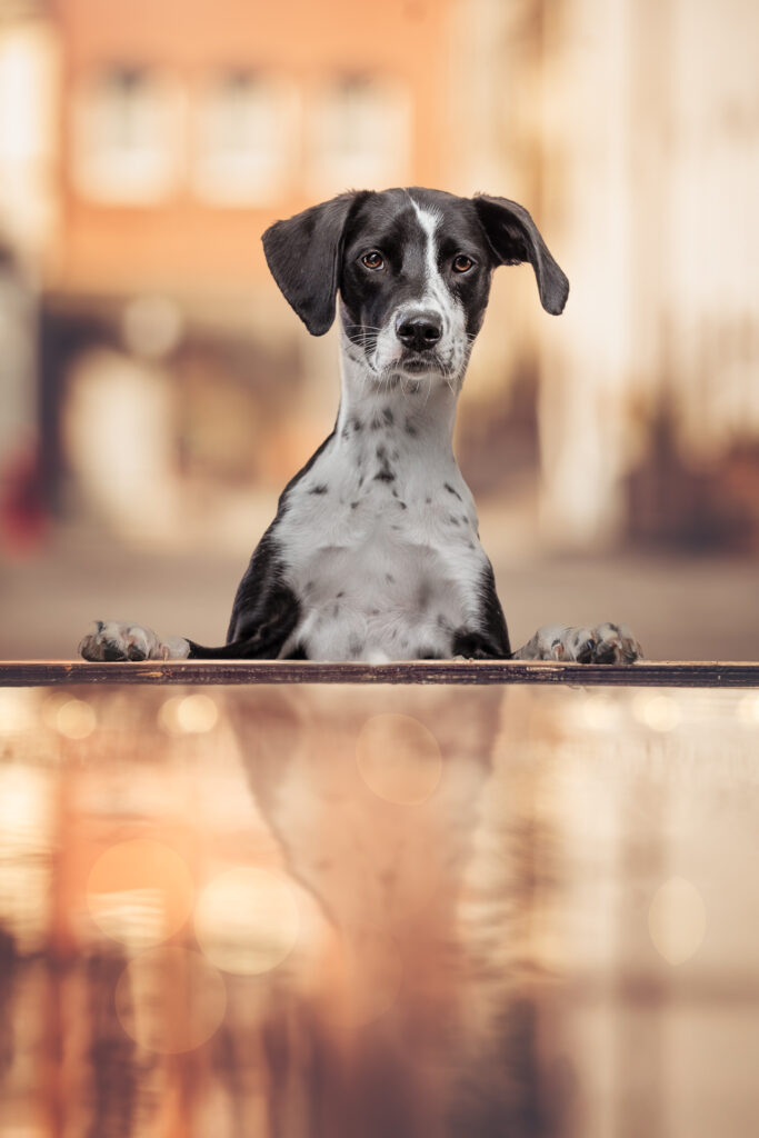 Tiershooting Hund steht auf Hinterbeinen, reflektiert, urbaner Hintergrund, Hundefotograf.