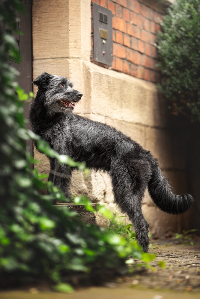 Tierfotograf Tiershooting: Zotteliger schwarzer Hund steht wachsam auf Kopfsteinpflasterweg.