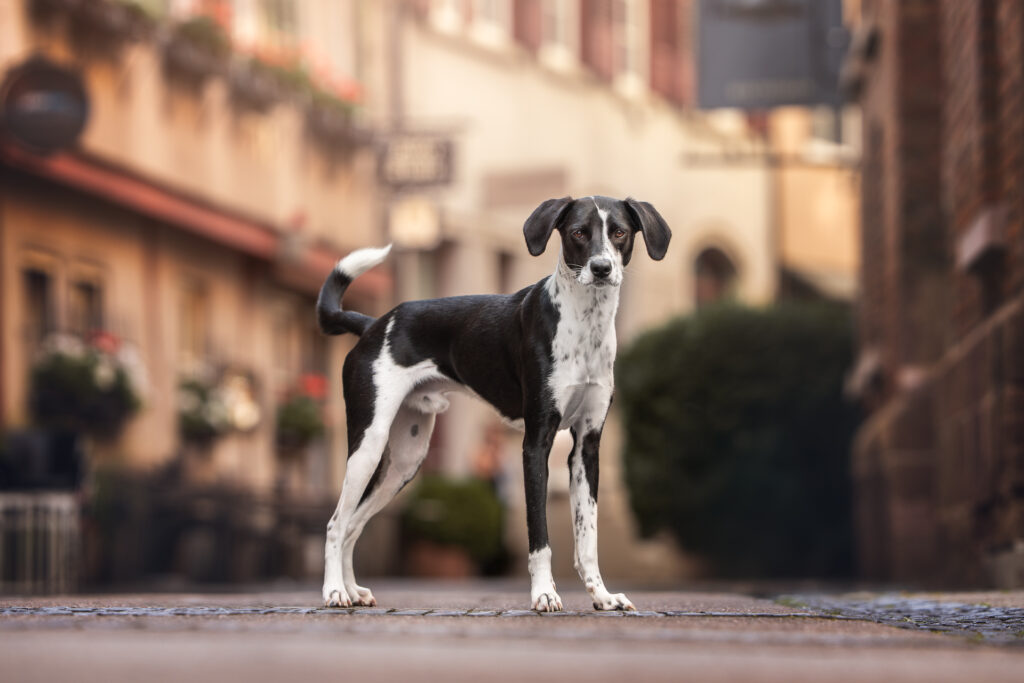 Tierfotograf Tiershooting: Schlanker schwarz-weißer Hund steht aufmerksam auf Kopfsteinpflaster.