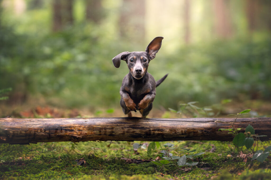 Tiershooting im Wald: Tierfotograf fängt springenden Dackel mit aufmerksamen Blick ein.