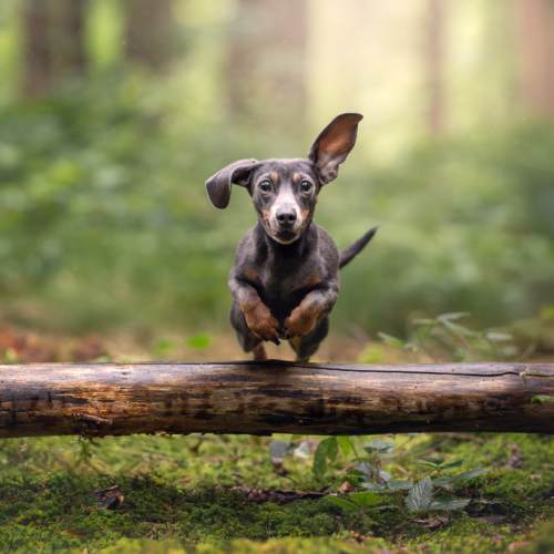 Tiershooting im Wald: Tierfotograf fängt springenden Dackel mit aufmerksamen Blick ein.