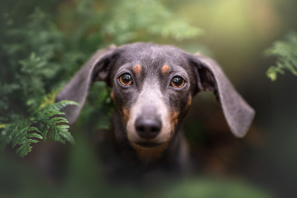 Tiershooting mit Dackel, Tierfotograf präsentiert außergewöhnliche Nahaufnahme im grünen Hintergrund.