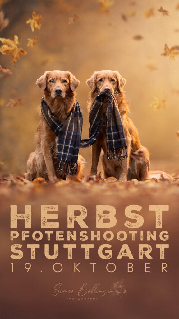 Zwei Golden Retriever im Herbstlaub, Tiershooting in Stuttgart, Plaidge Schal, Tierfotograf.