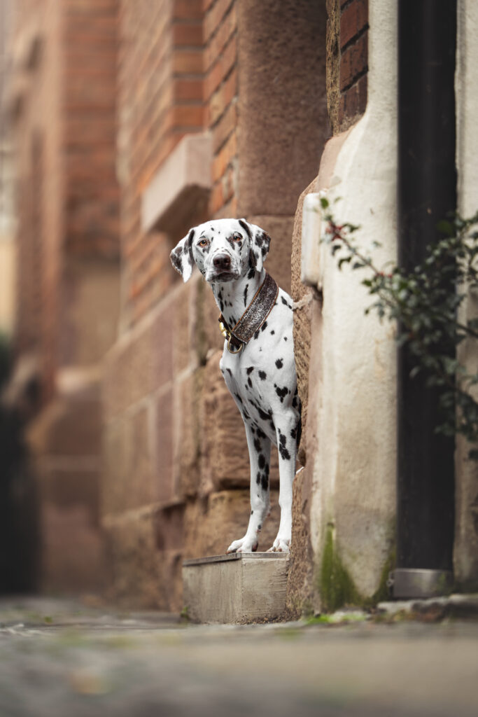 Dalmatiner auf Stein, Tiershooting, schmal, alt, Tierfotograf-Straße, Halsband.
