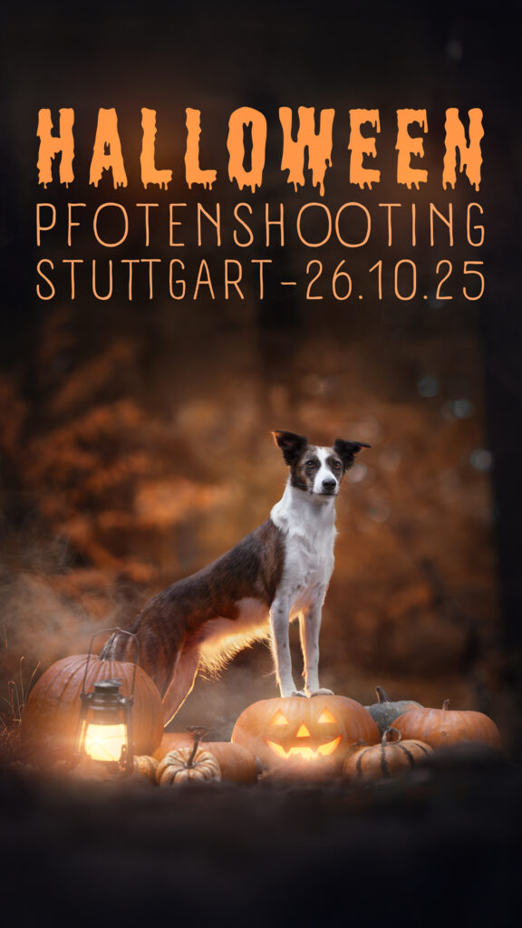 Hund steht bei Kürbissen, Laterne, Halloweentext; Tierfotograf, Tiershooting, herbstlich-spukig.