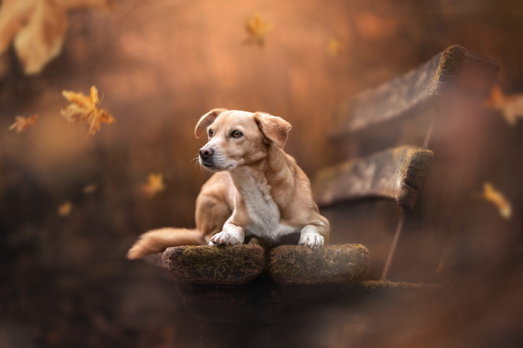 Tierfotograf Tiershooting: Hund mit weißen Flecken liegt auf moosiger Bank, Herbstlaub.