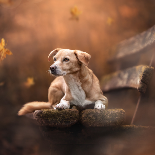 Tierfotograf Tiershooting: Hund mit weißen Flecken liegt auf moosiger Bank, Herbstlaub.