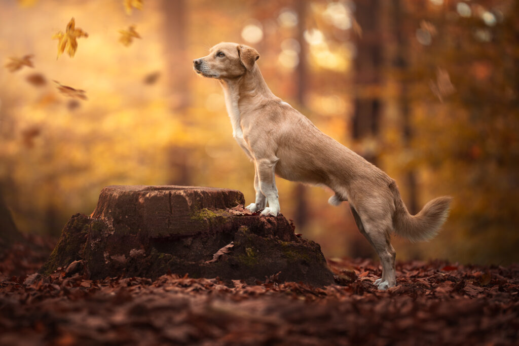 Tierfotograf Tiershooting: Brauner Hund auf Baumstumpf, Herbstwald, fallende goldene Blätter.
