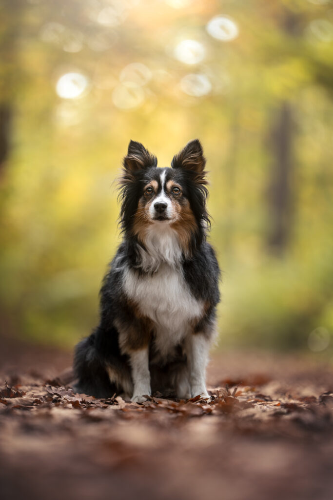 Tierfotograf Tiershooting: Schwarzer, weißer, brauner Hund im Wald auf Laubweg sitzend.