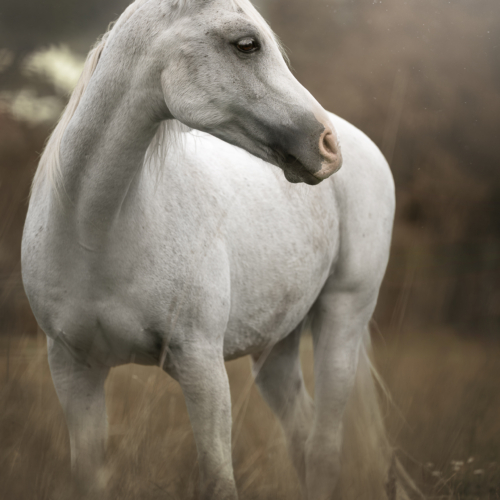 Weißes Pferd, seitlich blickend, Tiershooting-Stil, sanfte Farben, Tierfotograf Atmosphäre.