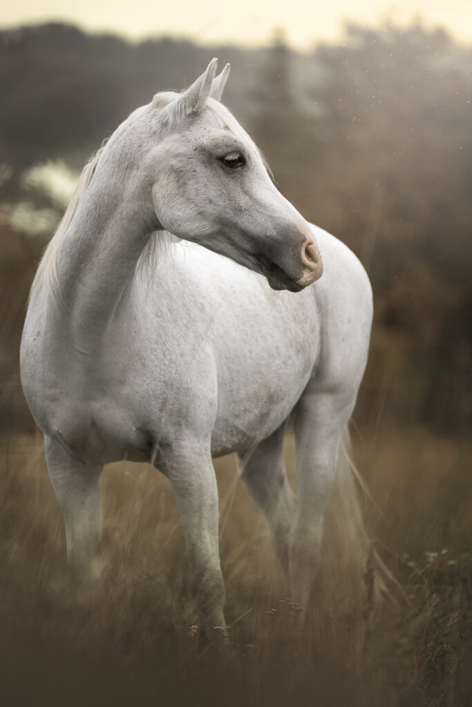 Weißes Pferd, seitlich blickend, Tiershooting-Stil, sanfte Farben, Tierfotograf Atmosphäre.