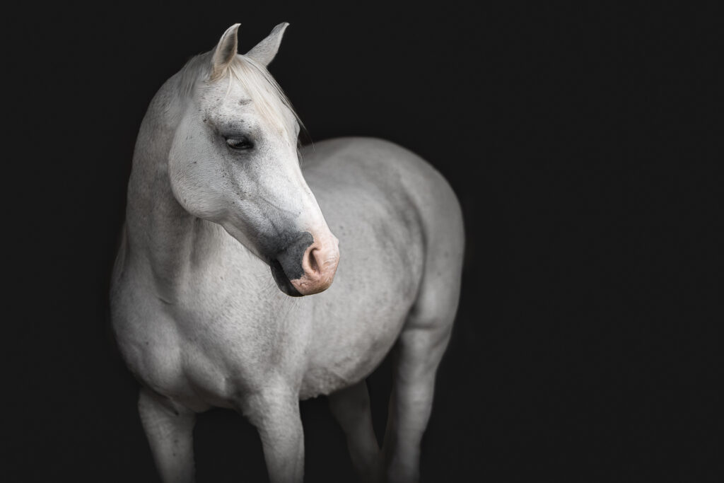 Weißes Pferd beim Tiershooting, glänzendes Fell, Tierfotograf, schwarzer Hintergrund.