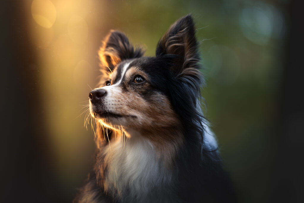 Tierfotograf Tiershooting: Nahaufnahme eines dreifarbigen Hundes im warmen Sonnenlicht draußen.