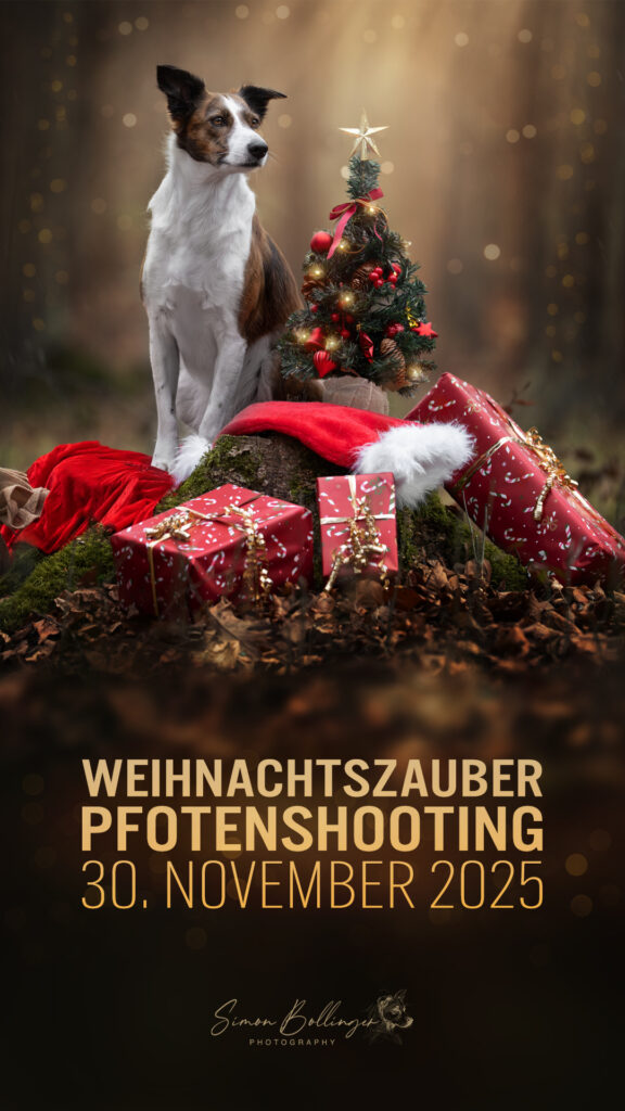 Hund auf Baumstumpf, Weihnachtsbaum, Geschenke. Hundefotograf Tiershooting am 30.11.2025.