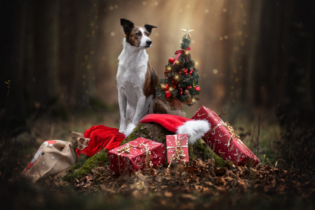 Tiershooting im Wald: Hund bei Weihnachtsbaum, Geschenke, Santa-Hütte; Hundefotograf dabei.