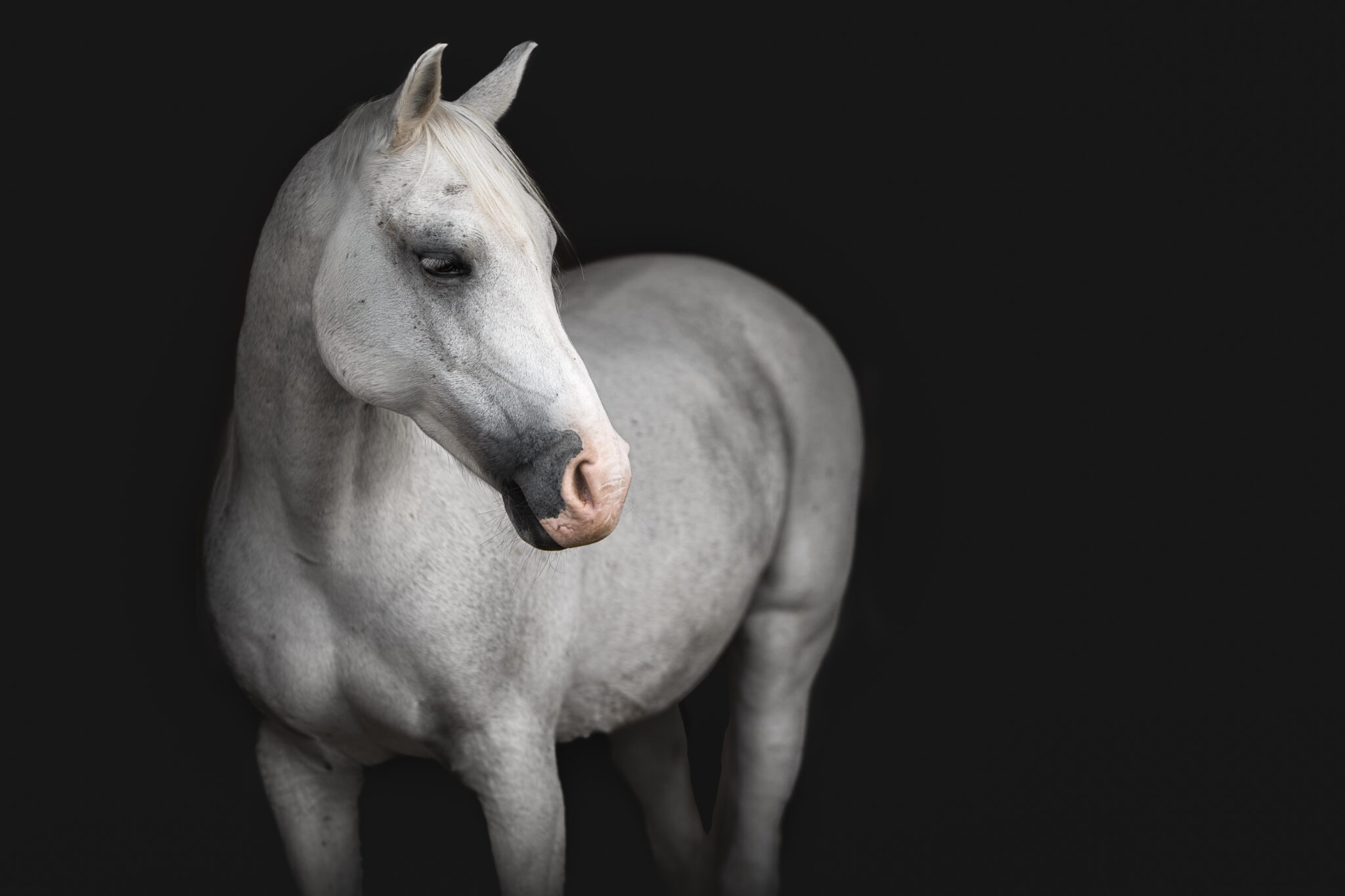 Weißes Pferd beim Tiershooting vor schwarzem Hintergrund, Tierfotograf, ruhig blickend.