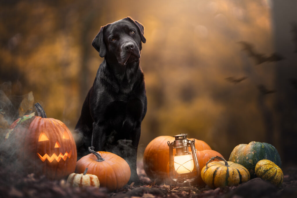 Tiershooting mit schwarzem Hund, Kürbissen, Herbstdeko; Hundefotograf fängt Halloween-Stimmung ein.