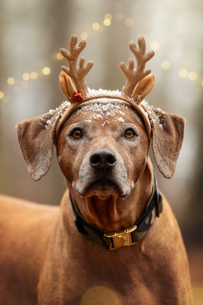 Tierfotograf Tiershooting: Brauner Hund mit Geweih, Schnee, Lichter & Bäume.