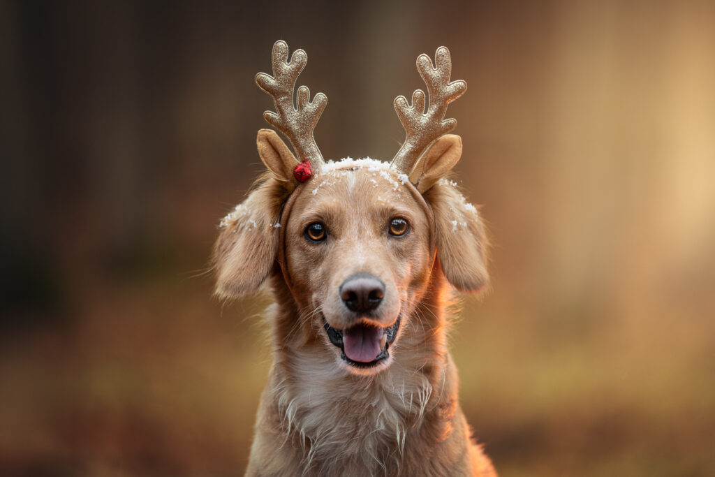 Tiershooting: Goldener Retriever mit Geweih und Schnee, lächelnd - Hundefotograf-Liebling.