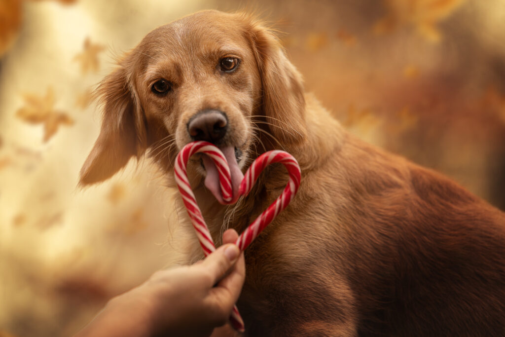 Tierfotograf Tiershooting: Golden Retriever mit Herz-Zuckerstangen, Herbstlaub im Hintergrund.