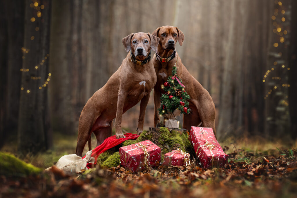 Zwei Hunde beim Tiershooting im Wald, Geschenke und Baum, festliche Tiershooting-Atmosphäre.
