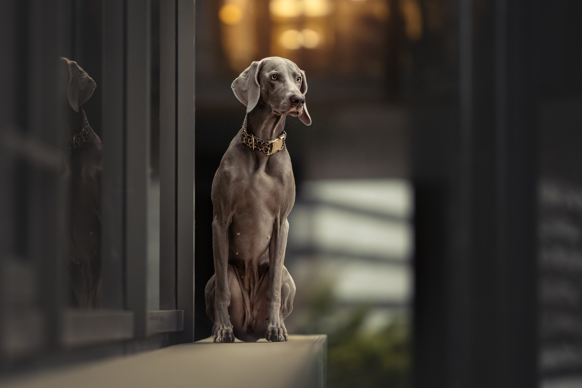 Weimaraner beim Tiershooting, sitzt vor Glasgebäude, verschwommene Lichter, Hundefotograf.
