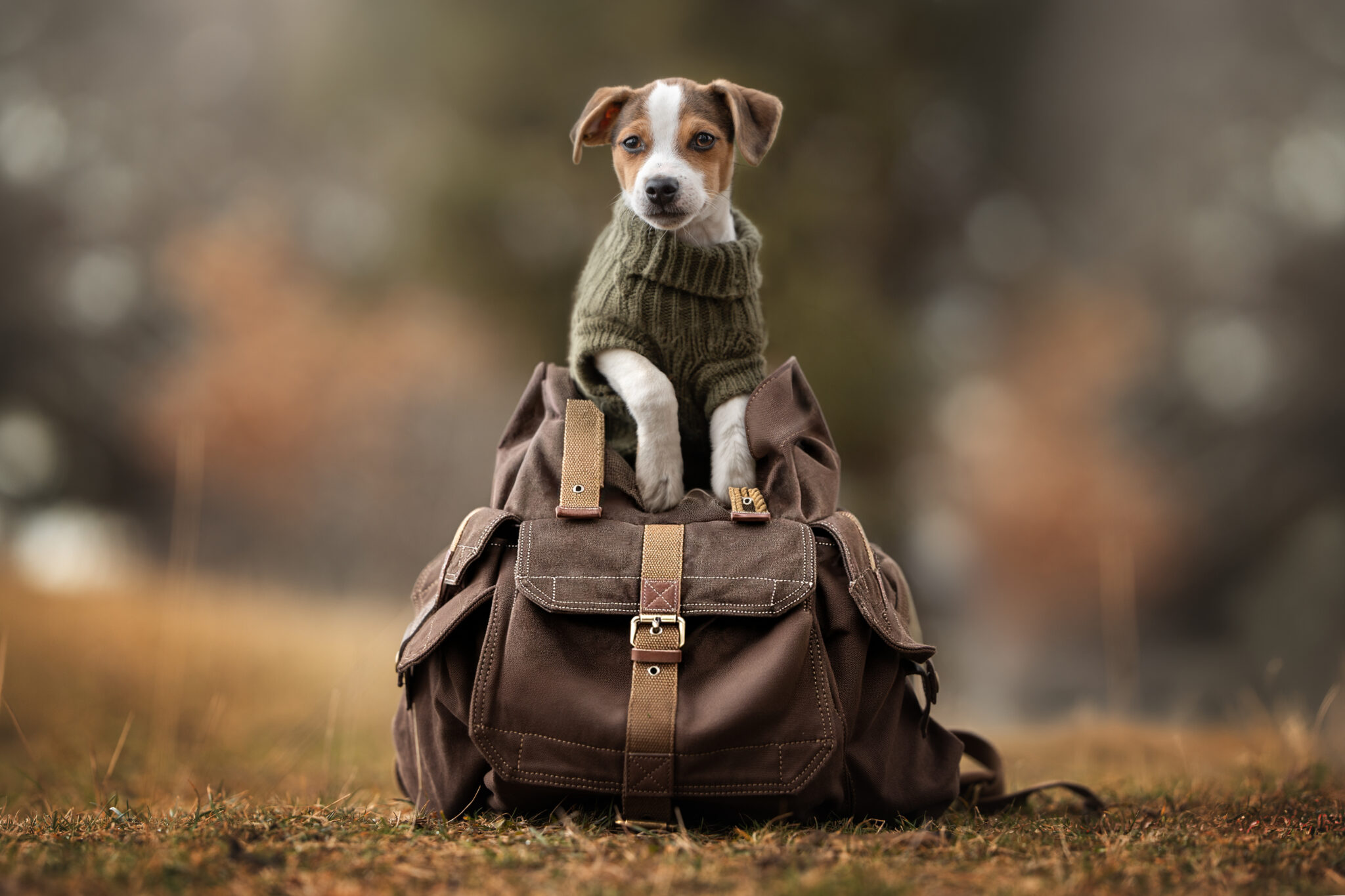 Tierfotograf Tiershooting: Kleiner Hund im grünen Pullover sitzt draußen auf Rucksack.