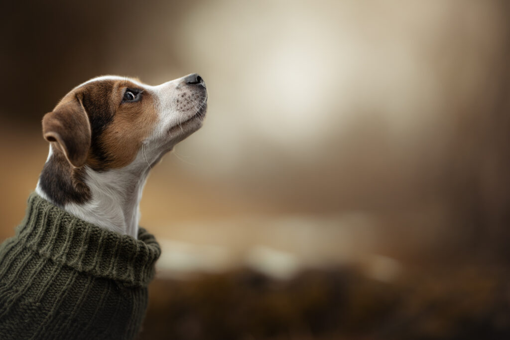 Tiershooting: Kleiner Hund im grünen Pulli, blickt nach oben. Tierfotograf Style.