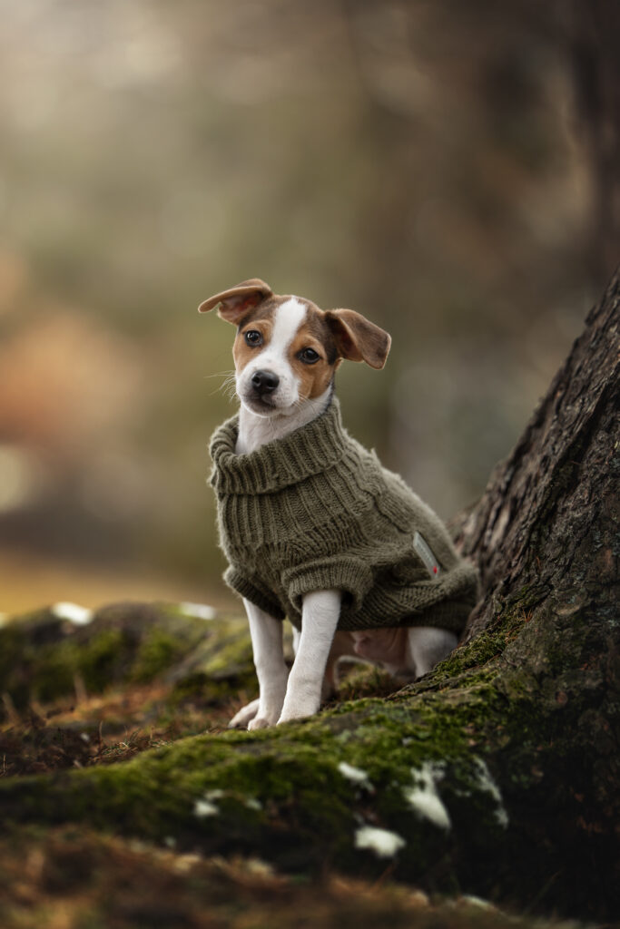 Tierfotograf Tiershooting: Welpe im grünen Pulli, Kopf schief, unscharfer Hintergrund.