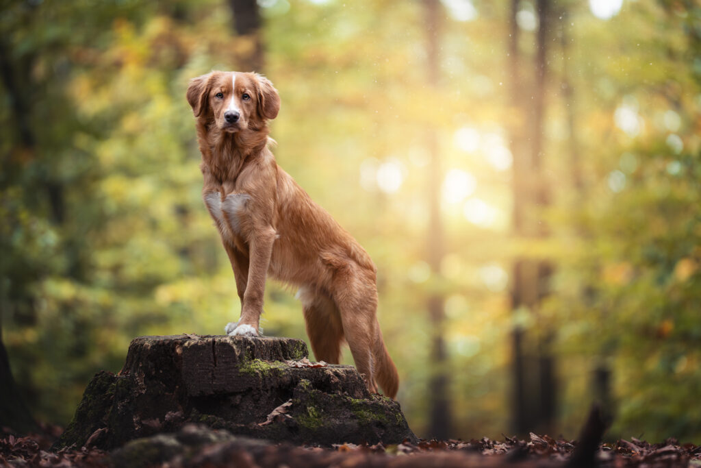 Tierfotograf Tiershooting: Goldbrauner Hund auf Baumstumpf im sonnigen Wald, grünes Laub.