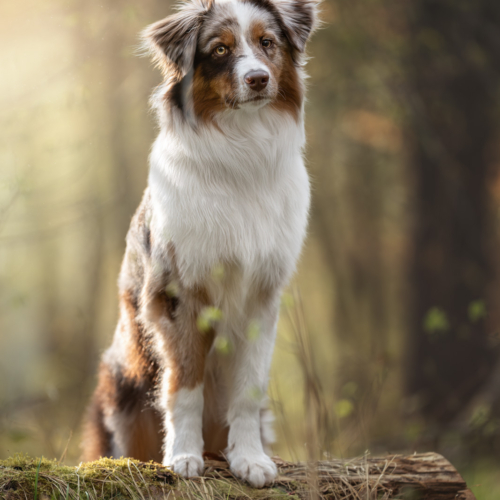 Australian Shepherd auf moosigem Stamm, Tiershooting mit Tierfotograf im sonnigen Wald.