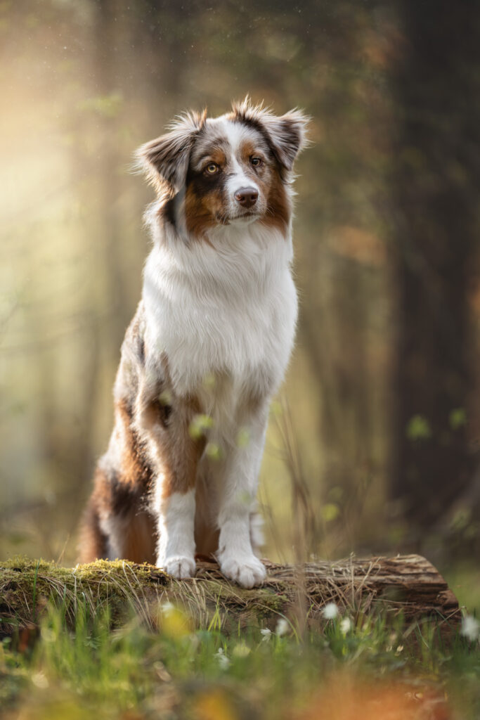 Australian Shepherd auf moosigem Stamm, Tiershooting mit Tierfotograf im sonnigen Wald.