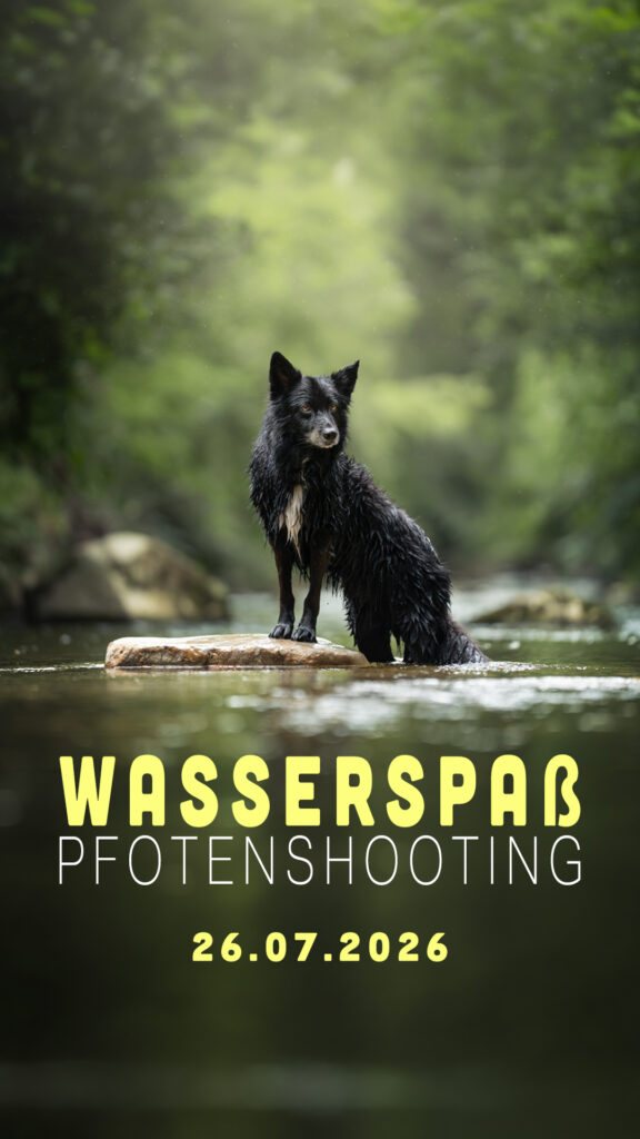Nasser, Hund auf einem Flussstein, Tierfotograf, Tiershooting, Grün. Text: Wasserspaß 26.07.2026.