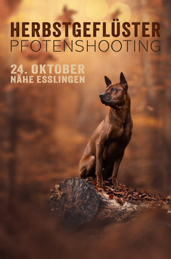 Herbstliches Tiershooting: Brauner Hund, orangefarbenes Laub, Werbung für Tierfotografen.